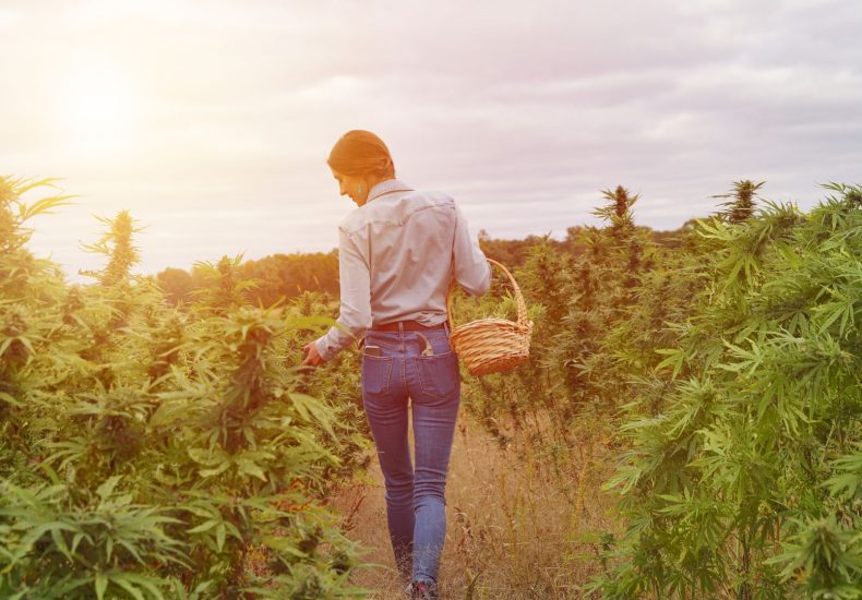 outdoor vs indoor cannabis